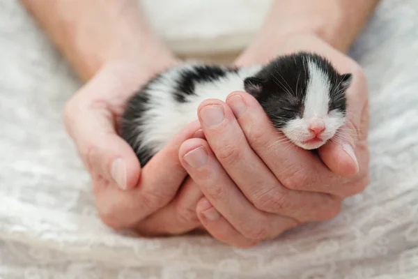 Tatlı Küçük Kedi Yavrusu Sahibinin Elinde Uyuyor — Stok fotoğraf