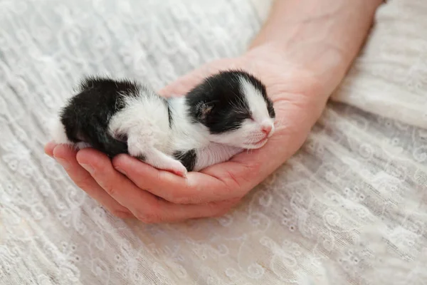 Adopt Cat Concept Small Kitten Sleeps Human Hand Closeup Photo — Stock Photo, Image