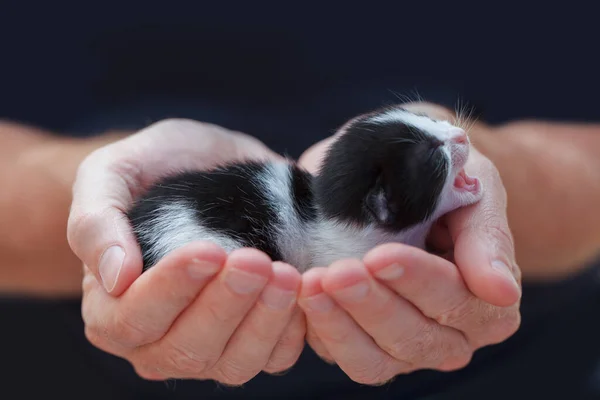 Kedi Sevgisi Sevimli Kedi Yavrusu Koyu Mavi Arka Planda Elleri — Stok fotoğraf