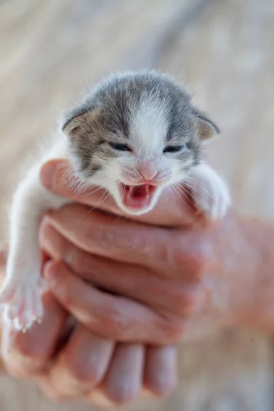 スイート キット ペット ミーティング 猫を採用する — ストック写真