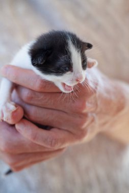 Beyaz arka planda ellerinde miyavlayan kedi yavrusu