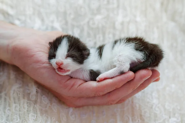 リトルキット 人間の手で滑る黒と白の子猫 — ストック写真