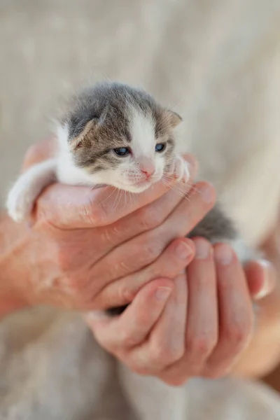人間の手の小さな灰色の子猫 — ストック写真