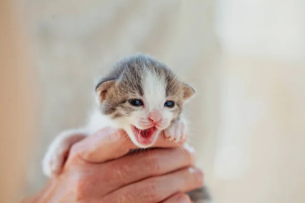 白い背景に人間の手で与える灰色および白い小さい子猫 — ストック写真