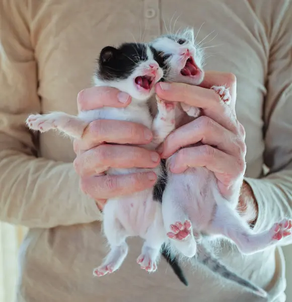 stock image Adorable little kitten meowing in hands