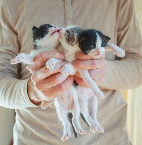 かわいい小さな子猫が手元にいる 愛ペットのコンセプト — ストック写真
