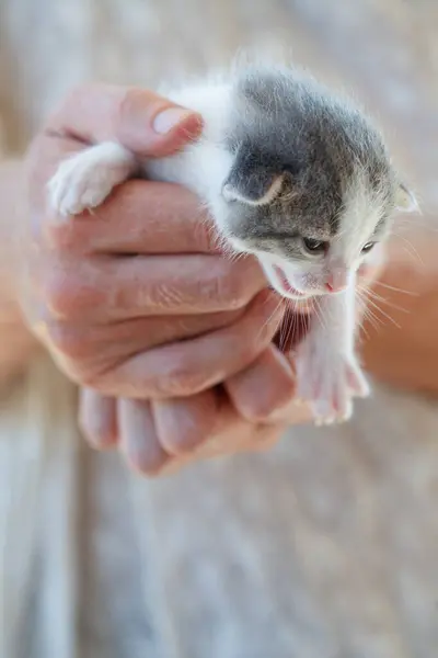 Adorable little kitten. Pet in male hand