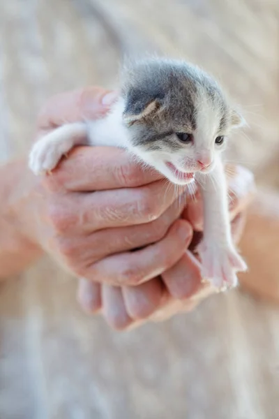 男性の手で愛らしい子猫 — ストック写真