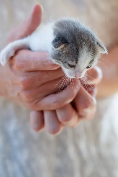 Small kitten baby in volunteer hands