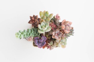 Echeveria Cupid, Sedum Dasyphyllum, Graptoveria Gilva Succulent saksı, renkli pembe, mavi ve mor renk çiçek buketi düzenleme, çiçek ev dekorasyonu üst görünümü kapat