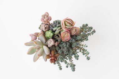 Echeveria şeftali salatası, Sedum Dasyphyllum, Graptosedum Francesco Baldi Succulent saksı. Renkli küçük çiçek buketi düzenleme, çiçek dekoru tasarımı üst görünümü kapat