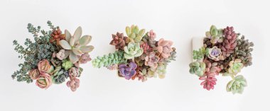 Beyaz arka planda saksıda sulu bitki bahçesi, üst manzara. Renkli pembe, yeşil, mavi ve mor renkli çiçek buketi düzenlemesi. Gelişmiş ev dekoru tasarımı