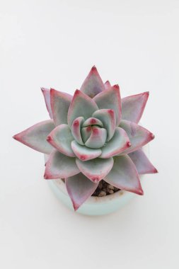 Lezzetli ev bitkisi Echeveria Meksika Dev manzarası, doğal çiçek ev dekorasyonu.