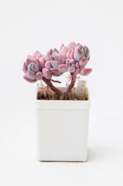 Pembe Succulent ev bitkisi Pachyveria Draco beyaz tencerede. Çiçek buketi düzenleme, çiçek ev dekorasyonu.