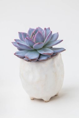 Canlı mavi Echeveria Trumso sulu çiçek roseti beyaz arkaplanda beyaz seramik kapta