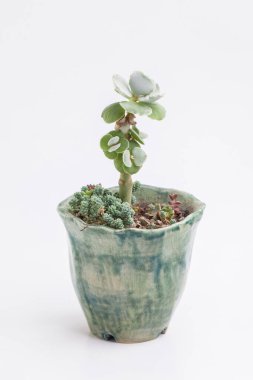 Cotyledon undulata sulu ev bitkisi yeşil el yapımı tencerede. Küçük çiçek buketi düzenleme, çiçek ev dekorasyonu.