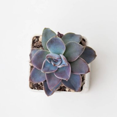 Echeveria Bambino, güya Meksika devi sulu, renkli pembe, mavi ve mor renkli çiçek buket düzeneği, çiçek dekoru tasarımının karışımı.