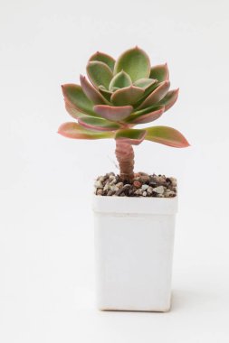 Saksıda sulu bir çiçek, pembe, mavi ve mor renkli küçük çiçek buketi düzeneği, çiçek dekoru dizaynı üst tarafta.