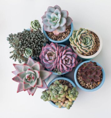 Beyaz arka planda mavi tencerede sulu bir bitki, üst manzara. Parlak pembe, kırmızı, yeşil ve mavi renk sedum, echeveria, graptoveria, pachyphytum rosette