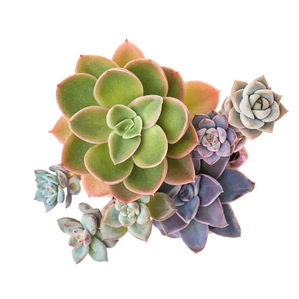 Succulent Garden Houseplant Top View Colorful Green Pink Blue Purple Royalty Free Stock Images