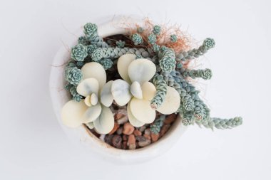 Cotyledon orbiculata çeşitliliği ve sedum dasyphyllum büyük sulu çiçek buket düzenleme üst görünüm