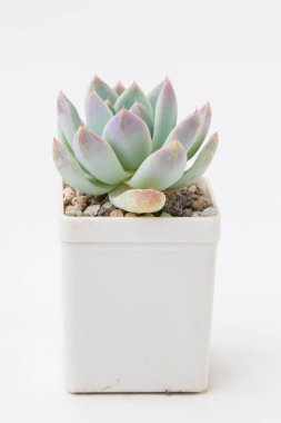 Lezzetli ev bitkisi echeveria. Beyaz plastik kapta hayalet, küçük çiçek buketi düzeneği, çiçek ev dekorasyonu.