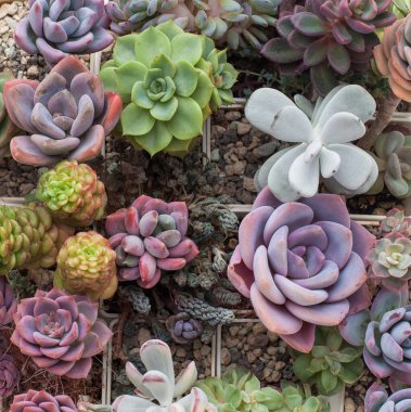 Güzel canlı pembe, kırmızı, yeşil ve mavi çiçek arkaplanı. Sedum, echeveria, graptoveria, sedeveria, pachyveria ve cotyledon rosette