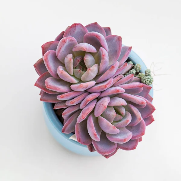Echeveria Monroe Succulent houseplant colorful pink color flower rosette on white background top view