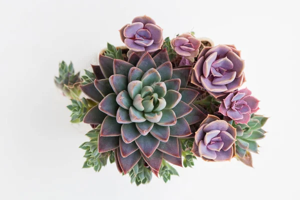 Schöne Zimmerpflanze Saftig Bunte Grüne Rosa Blaue Und Lila Farbe Stockfoto