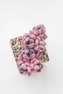 Pachyveria Draco Succulent saksısı, beyaz arka planda. Parlak pembe çiçek buketi düzenlemesi. Gelişmiş ev dekorasyonu üst görünümü