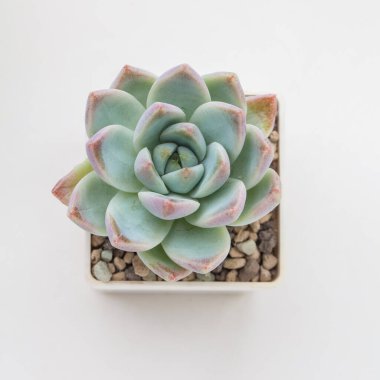 Açık mavi, sulu ev bitkisi üst görünümü, echeveria hayaleti, çiçek dekoru, yakın plan.