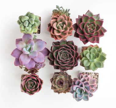 Saksıda sulu bitkiler. Echeveria Avokado kremi, Raon, Laon, Shallot, Mirine, Orpet, Red Wine ve pachyphytum compactum çiçeğinin yakın görüntüsü.