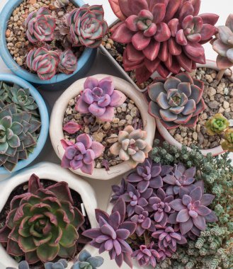Esrar, pembe, kırmızı, yeşil ve mavi echeveria, sedum, graptoveria üst görünümü ile sulu arka plan