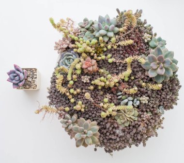 Sulu çoğalma. Echeveria, Pachyphytum, Sedum, Graptosedum ve Cotyledon çiçekli sulu bir bahçe.