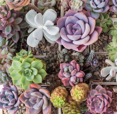 Cotyledon, echeveria, graptoveria, sedum çiçeği. Sulu ve kaktüs bitkisi arka planı