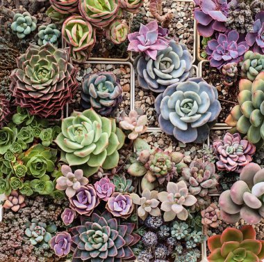 Yeşil, mavi ve pembe sulu çiçek arkaplanı. Saksıdaki saksı. Greenovia, echeveria, sedum ve graptoveria üst görünümü