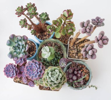Esrar içinde nadir bulunan sulu rosette. Echeveria Shaviana pembe fırfırları, Pachyveria Mavi Haze, Echeveria Yağmur Damlaları, Echeveria set Oliver, Crassula mavi kuşu, Cotyledon çiçeği beyaz arka planda, üst manzara