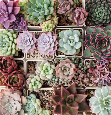 Echeveria rosette sulu arkaplan, üst görünüm