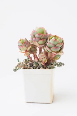 Echeveria Peach Pride çiçek buketi. Beyaz arka planda saksıda sulu bitkiler