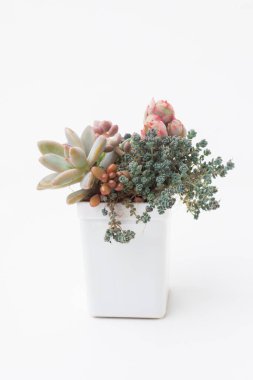Beyaz arka planda beyaz tencerede sulu bitkiler. Kırmızı Sedum rubrotinctum, yeşil sedum dasyphyllum minor, grapto edum franceco baldi ve echeveria pride flower