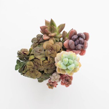 Pachyveria Mavi Sis, Crassula Cooperi, Echeveria Arje beyaz arka planda sulu çiçek kolyesi, üst manzara