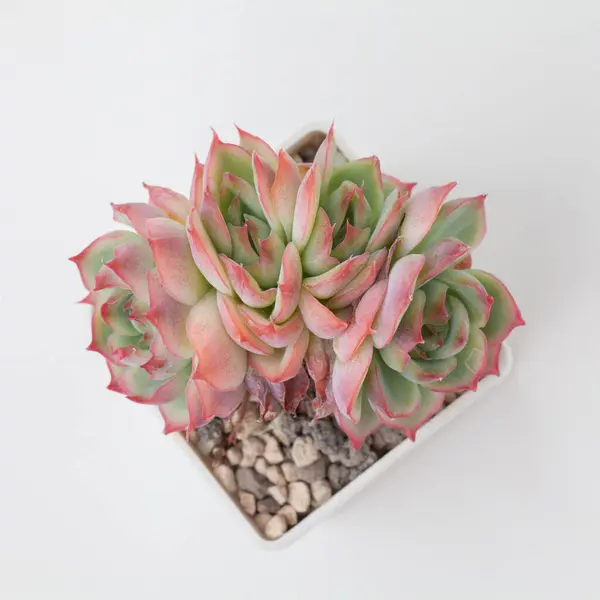 Echeveria Pink Crystal rosette Succulent houseplant on white background, closeup top view