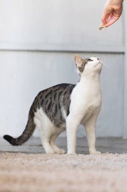 Sahibi tarafından beslenen kedi yavrusu. Dişi insan eli, kediyi gri arka planda atıştırmalıklarla besliyor.