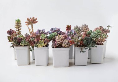 Beyaz plastik kapta doğal bitki. Beyaz arkaplanda sulu