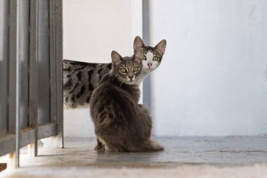 İki meraklı kedi ev portresi