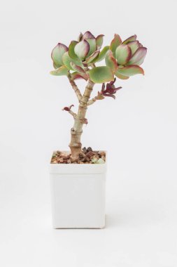 Saksıdaki saksı. Beyaz zemin üzerinde Crassula mavi kuş