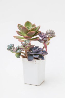 Çiçek buketi düzenleme, beyaz arka planda beyaz plastik kapta çiçek açan ev bitkisi.