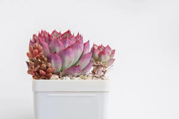 stock image Red houseplant in white plastic pot. Succulent flower echeveria rosette echeveria and sedum on white background