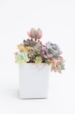 Beyaz arka planda nadir bulunan bir bitki. Beyaz plastik kapta sulu bir çiçek kolyesi.