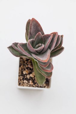 Beyaz tencerede sulu saksı saksısı. Crassula Garnet Nilüfer Fabrikası Üst Manzara Yakın